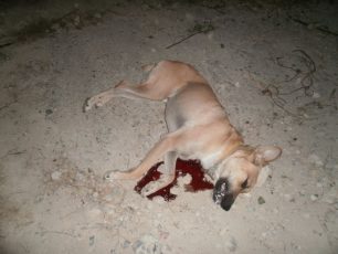 Ρέθυμνο: Στις 24/10 η δίκη του άνδρα που σκότωσε τον σκύλο